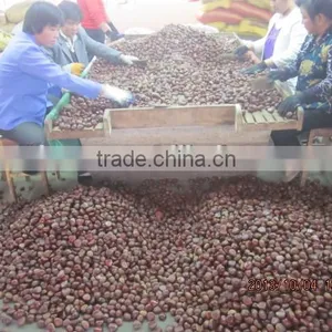 Chestnuts for Sale 40-60 thumbnail-4
