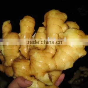 Fresh Ginger thumbnail-1