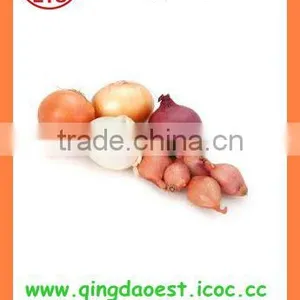 FOR SALE Export Fresh Red and Yellow Onion thumbnail-1
