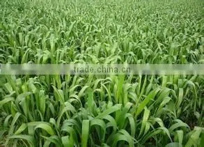 2015 Health Food Organic Barley Grass Powder thumbnail-2