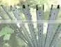 Grape Post thumbnail-1