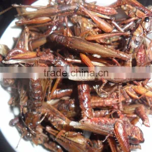 Insect Protein of Dried Locust thumbnail-3