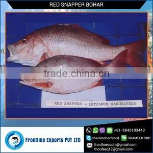 Whole Round Frozen Red Snapper BOHAR thumbnail-1