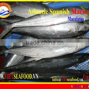 W/R FROZEN ATLANTIC SPANISH MACKEREL thumbnail-1