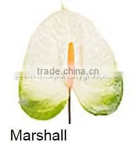 Fresh Cut Flower ANTHURIUM Marshall thumbnail-1