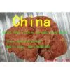 The Single Trailer Mushroom Gloeostereum Incarnatum thumbnail-1