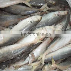 High Quality Horse Mackerel(Decapterus Maruadsi) 60-80 Pcs thumbnail-3