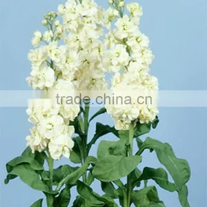 Colorful Best-Selling Fragrant Violet Flowers thumbnail-1