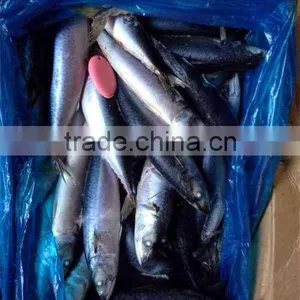 Chilled Pacific Mackerel Whole Round Size 200-300g thumbnail-2