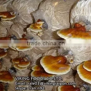 HIGH QUALITY - REISHI/GANODERMA/LUCIDUM/LINGZHI MUSHROOM thumbnail-4