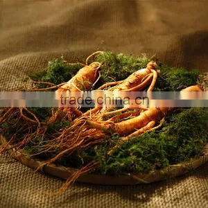 Chinese Amazing Effective Herb Pure Natural Panax Ginseng Oil thumbnail-1