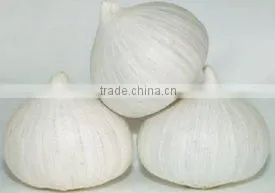 Sole Garlic thumbnail-1