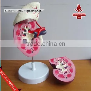 Kidney Model With Adrenal thumbnail-2