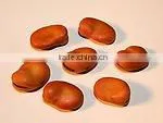 Authentic Chinese Lentil thumbnail-1
