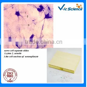 Cell Biological Culture Prepared Slides thumbnail-1