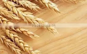 Indian Milling Wheat thumbnail-1