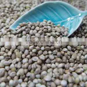 Hemp Seeds 2016 Crop thumbnail-5