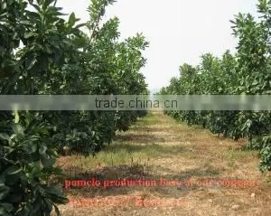 Zhangpu Yicai Fruit & Vegetable Co., Ltd. company overview - view 2 thumbnail