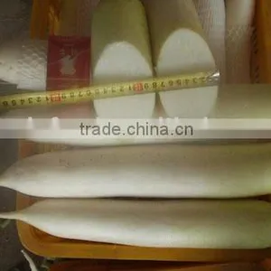 White Skin Radish thumbnail-1