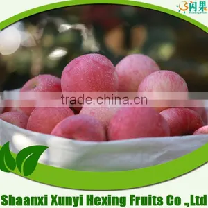 Apple/fruit Market Prices Apple/apple Fruit/fresh Apple With High Quality thumbnail-1