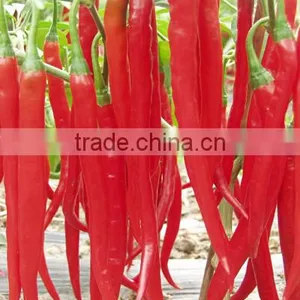 Hot Sale Hybrid High Yield Chili Pepper Seeds-Fragrant Spicy No.12 thumbnail-1