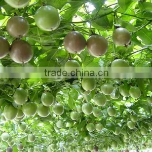 Passion Fruit Tree Seedling thumbnail-2