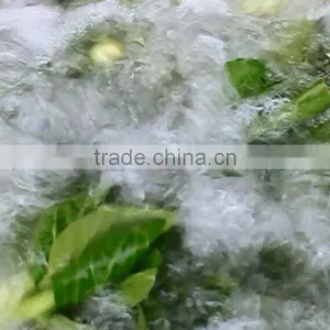 WASC-10 High Efficiency Leaf Vegetable Washer Cleaner Cleaning Machine thumbnail-6