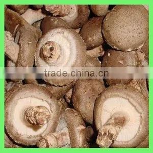 China Wholesale Shelf Life Dry Mushroom,Dried Agrocybe,Tea Mushroom thumbnail-1