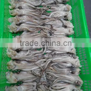Frozen Tweed Bait Squid Heads thumbnail-6