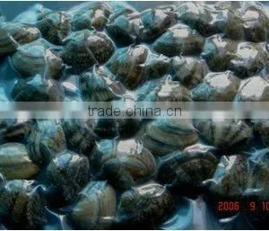 Vacuum Short Necked Clam thumbnail-1