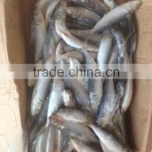 SARDINE BAIT thumbnail-2