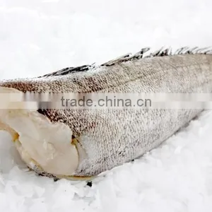 Patagonian Toothfish thumbnail-3