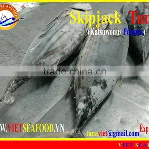 WHOLE ROUND FROZEN SKIPJACK TUNA thumbnail-1