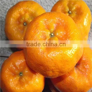 Mandarin Orange Import Export Malaysia thumbnail-1