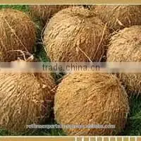 Coconut From 500gms to 600gm thumbnail-5