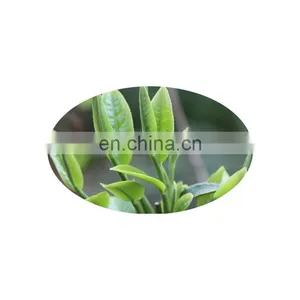 10YEAR Factory , Tea Polyphenol, EGCG ,green Tea Extract Powder thumbnail-2