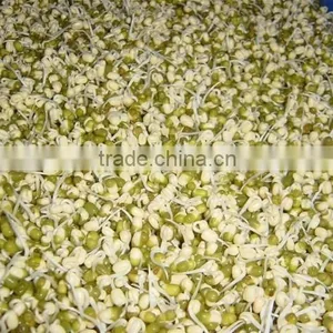Factory Price Automatic Bean Sprout Growing Machine for Sale thumbnail-2