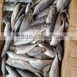2015 New Coming Sea Frozen Horse Mackerel thumbnail-5