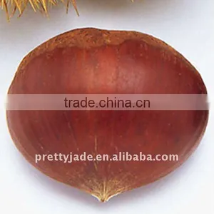 Chestnuts Wholesalor thumbnail-1
