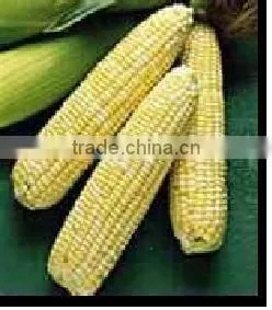 Yellow Maize thumbnail-1