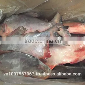 FROZEN RED POMFRET thumbnail-4