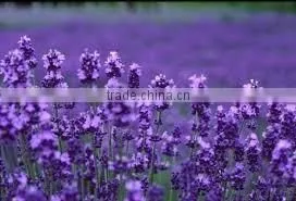 Lavender Essential Oil From Borg Export thumbnail-1
