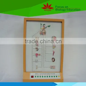 Low Priced Hypothalamus and Pituitary Hormone Effect Electric Model thumbnail-1