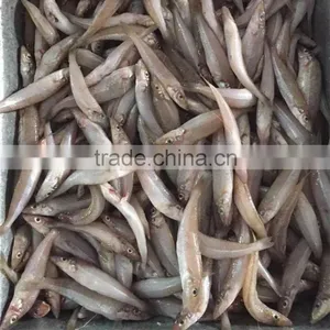 Frozen Lady Fish/Silago Shiema thumbnail-1