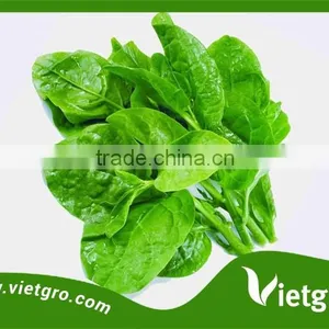 High Yield Basella Alba Spinach Seeds VGBS 03/ Vegetable Seeds thumbnail-1