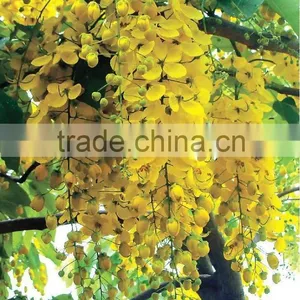 Cassia Fistula Tree thumbnail-1
