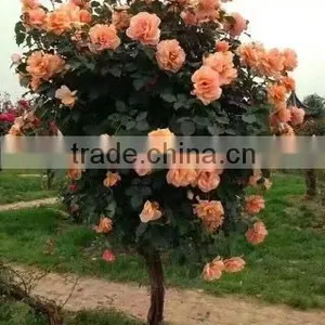 Gardening Rose Plants thumbnail-1