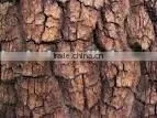 Pine Bark P.E. thumbnail-1