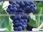 Natural Grape Seed Extract thumbnail-1