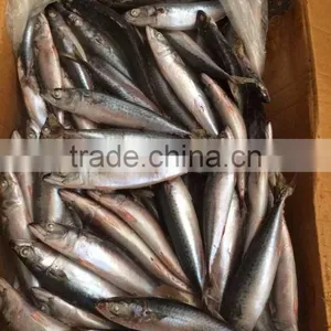 Taiwan of Pacific Mackerel thumbnail-1